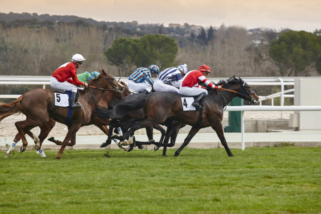 A horse racing on a field with five horses with jockeys.